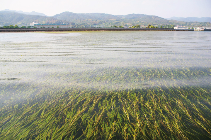 清涼飲料水パイロゲンに関する研究